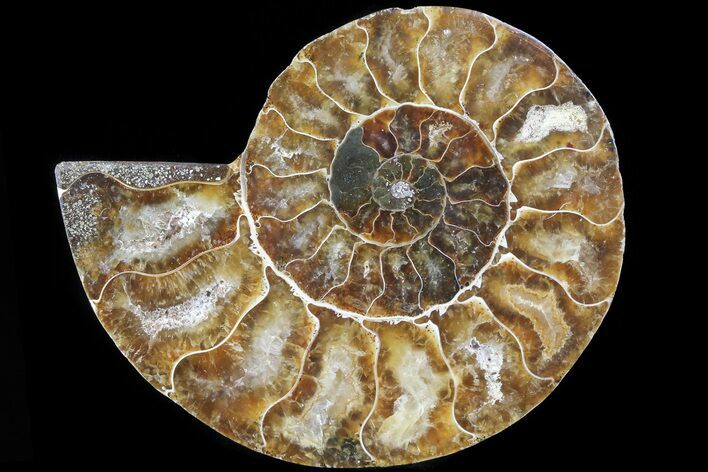 Agatized Ammonite Fossil (Half) - Madagascar #83794
